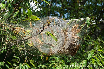 Eastern Tent Caterpillar Nest â€“ Mallacoota americanum Stock Photo